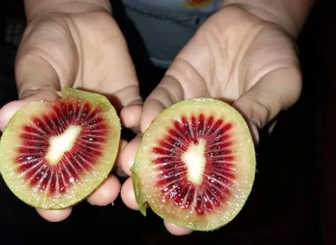 تصویر 3 از خرید و قیمت میوه کیوی قرمز + فروش صادراتی